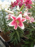 [1755 CandyClub No02.JPG]